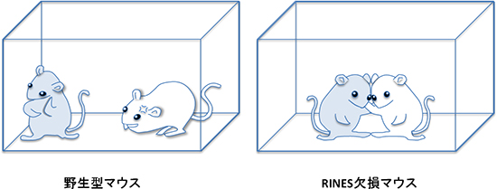 野生型マウスとRINES欠損マウスの社会性の比較の図