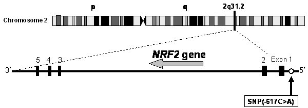 NRF2遺伝子の上流域にあるSNP（-617C>A）の図
