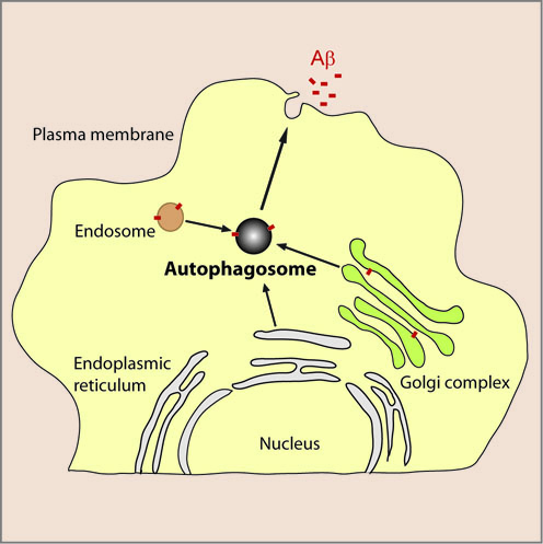 Figure showing the role of autophagy in A&beta; secretion from neurons
