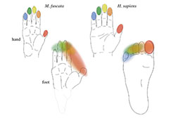 Image comparing the shape of hands and feet in humans and monkeys