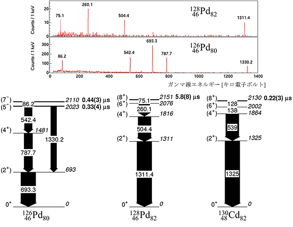 今回の実験で観測されたガンマ線エネルギースペクトル（上）と126Pd、128Pd、130Cdの準位図（下）の図