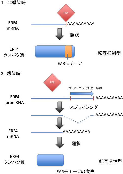 ERF遺伝子を転写したmRNAの図