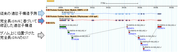 完全長cDNAの情報をもとにミナトカモジグサの遺伝子構造を修正した例の図
