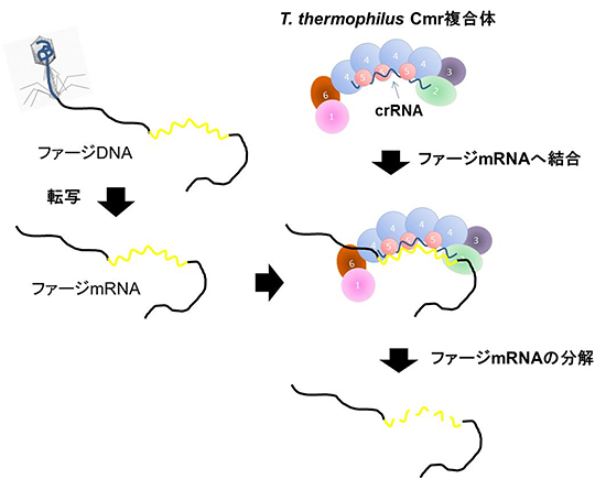 Thermus thermophilus Cmr複合体の作用メカニズムの図