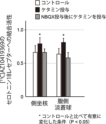 ケタミンによるセロトニン１B受容体活性の上昇に対するNBQX投与の影響の図