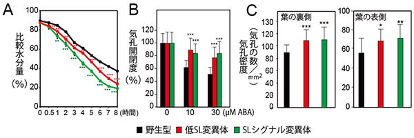 気孔の発達とアブシジン酸感受性の増加の図