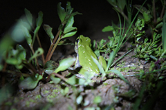 Japanese tree frog, Aihara et al, Scientific Reports