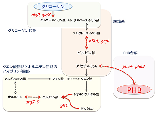 Rre37によって制御される遺伝子の代謝地図の画像