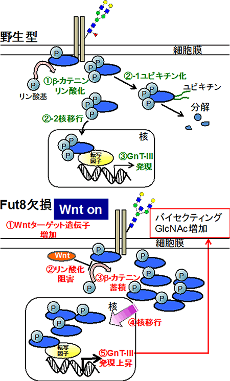 Fut8欠損細胞でのGnT-Ⅲ発現上昇メカニズムの図