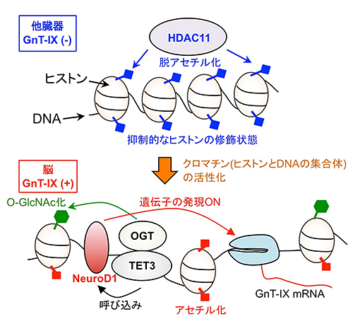 ヒストン修飾による脳特異的なGnT-IX遺伝子の調節（模式図）の画像