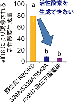 BIK1によるRBOHDのリン酸化部位に変異を導入した植物体の活性酸素生成の図