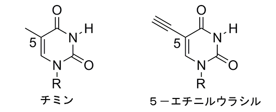 チミンと5-エチニルウラシル（EU）の図