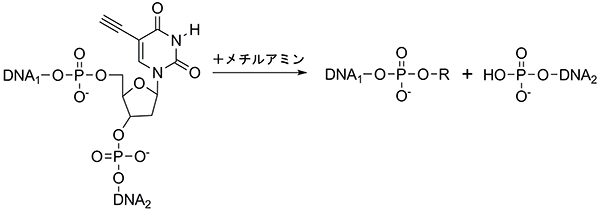 EUを含むDNAのメチルアミンによる切断反応の図