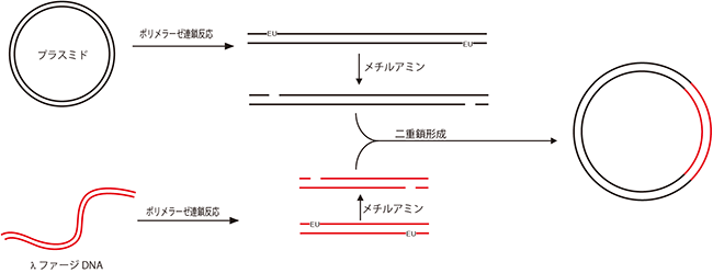 QBIC反応を応用したDNAの連結の図