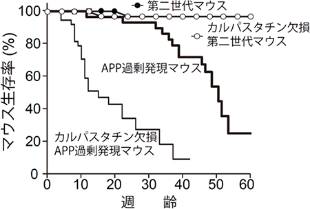 カルパスタチン欠損によるアルツハイマーモデルマウスの寿命の変化の図