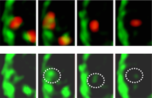 小胞体への接触による積荷タンパク質のシス槽への輸送の画像