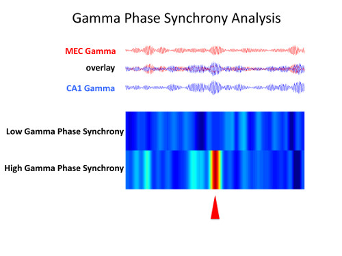 figure showing phase synchrony for gamma oscillation