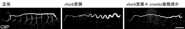 shrub変異体では気管が過剰に伸長するの図