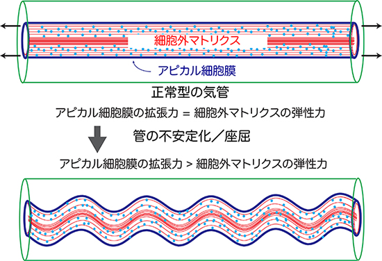 気管伸張の物理モデルの図