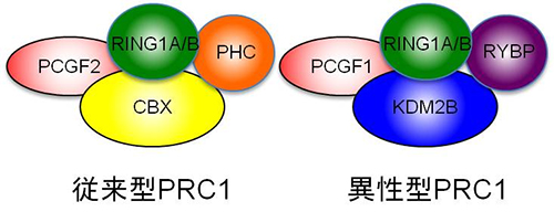 従来型PRC1と異性型PRC1の複合体模式図の画像