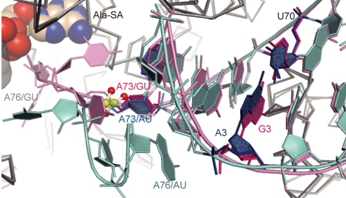 3D structure of wild-type G3/U70 and A3/U70 variant