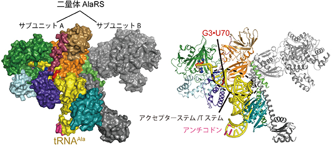 AlaRSの全体構造の図