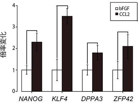 bFGF/CCL2添加下のヒトiPS細胞の多能性マーカー遺伝子発現レベルの図