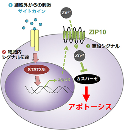 B細胞発生段階の情報伝達の変換機構の図