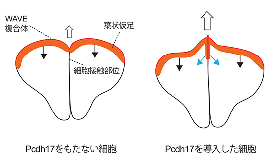 プロトカドヘリン17（Pcdh17）による細胞運動の活性化の図