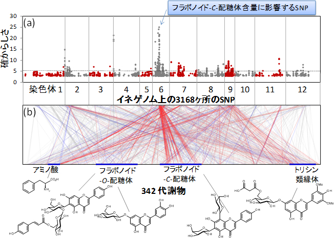 イネ175品種の二次代謝産物に注目したメタボロームのゲノムワイド関連解析の図