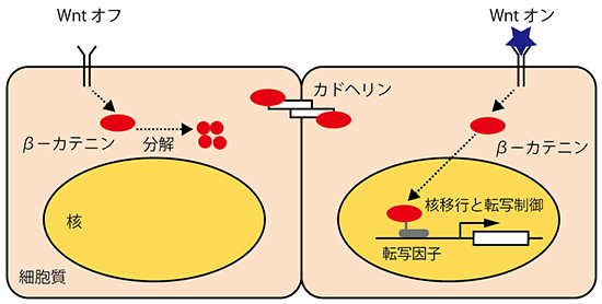 β-カテニンタンパク質とWnt/β-カテニンシグナル伝達図