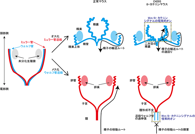 精囊と膣の形づくり、および１文字変異による精囊と膣の形作りや妊性への影響の図