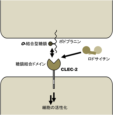 CLEC-2受容体とその結合リガンドの図