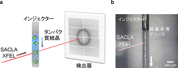 連続フェムト秒結晶構造解析（SFX）とグリースマトリックス法の図