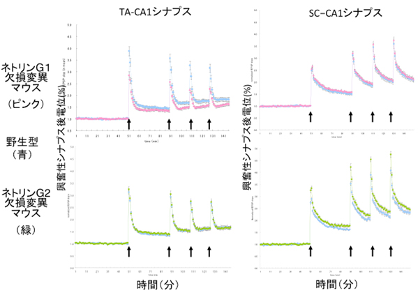 ネトリンG1欠損変異マウスとネトリンG2欠損変異マウスのシナプス可塑性異常の図