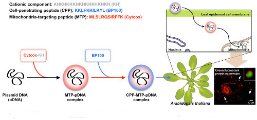 Schematic representation of the gene delivery strategy using engineered peptides