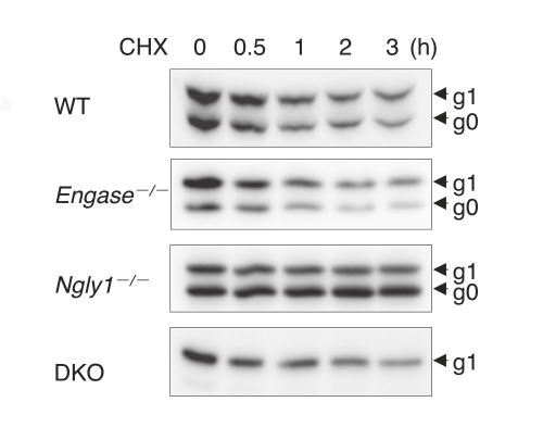 Figure showing that the model protein was not degraded in cells lacking Ngly1