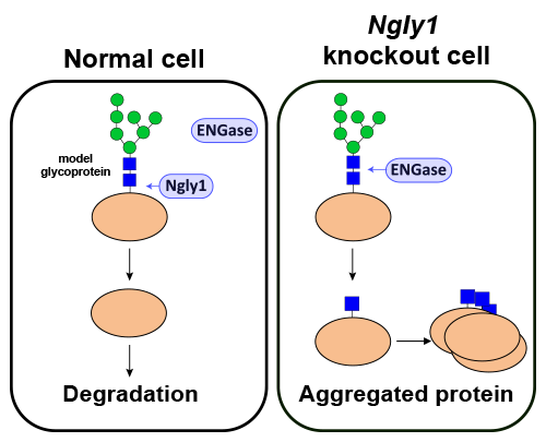 Images showing ENGase-mediated formation of incompletely deglycosylated proteins in cells lacking Ngly1