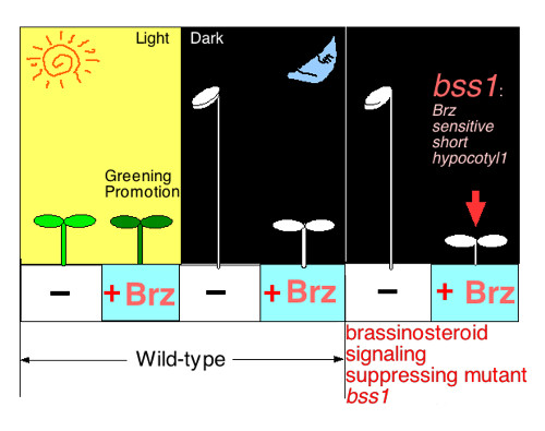 Comparison of plants expressing and not expressing Brz