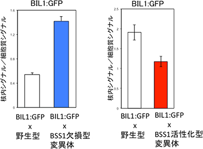 BSS1タンパク質欠損／活性化によるBIL1-GFPタンパク質の細胞核局在への影響の図