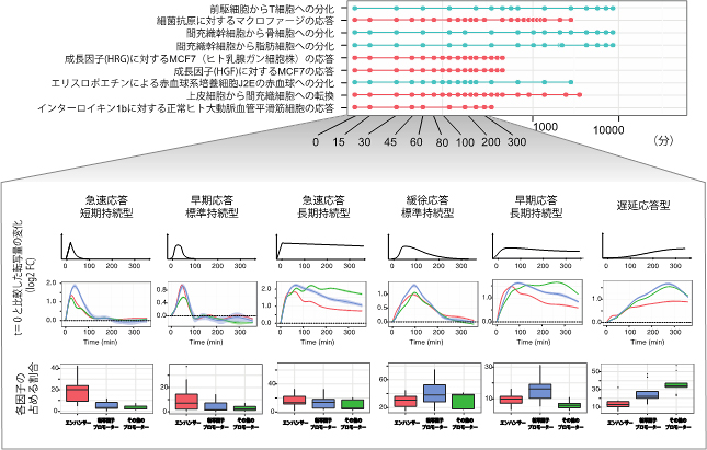 細胞が変化する過程で共通する遺伝子制御部位の活性化パターン図