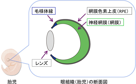 胎児期の網膜における毛様体縁の図