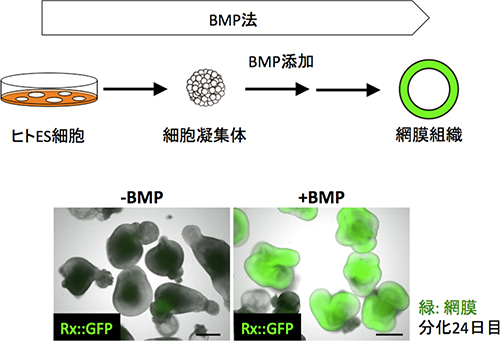 開発した選択的な網膜分化誘導法(BMP法)の図