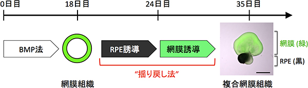 神経網膜とRPEが共存する凝集体の製造法（揺り戻し法）の図