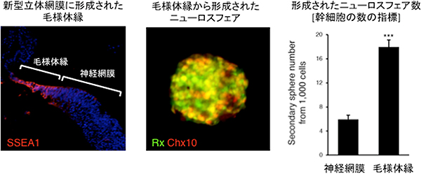 毛様体縁に存在する幹細胞の図