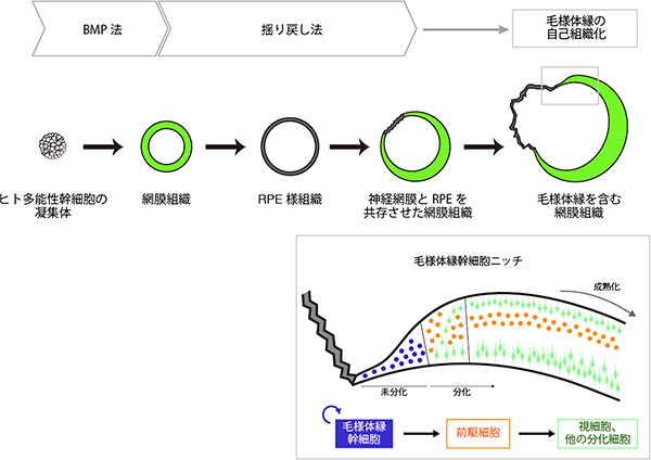 研究成果のまとめ図