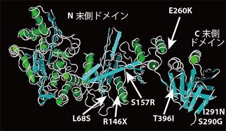 Sufuタンパク質の立体構造とT396Iを含む1アミノ酸置換変異の位置の図