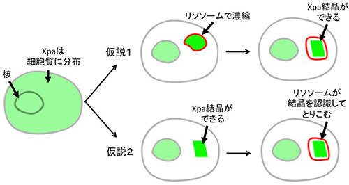 Xpaタンパク質の細胞質内結晶生成に関する2つのモデル図