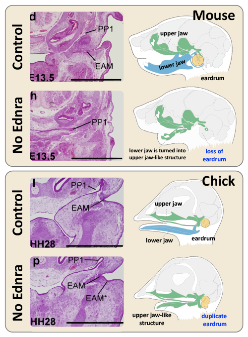 Illustration of the effects of inhibiting Ednra in mice and chicks