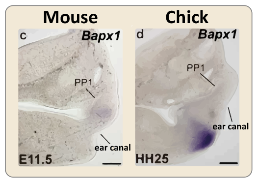 Comparison of primary joint development in mammals and dyapsids